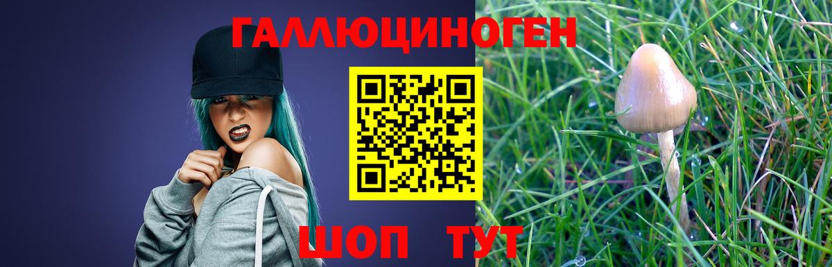 Псилоцибиновые грибы Psilocybine cubensis Чистополь